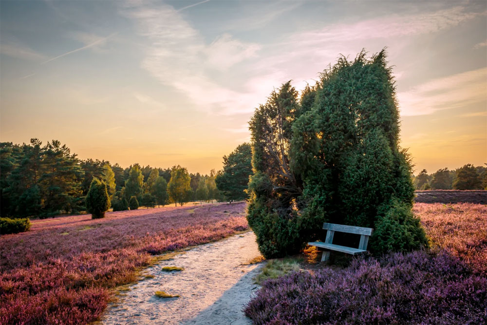 Wanderungen in der Lüneburger Heide